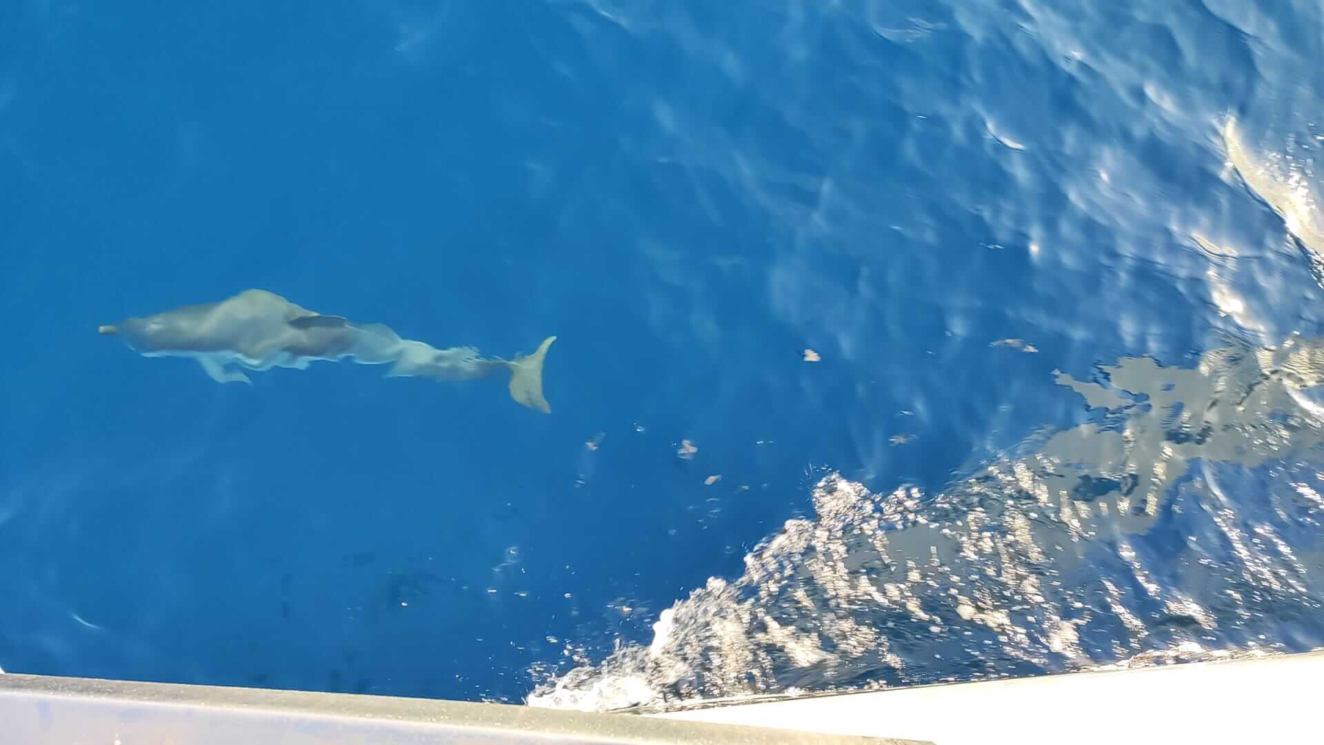 Un delfín nada en aguas cristalinas cerca del borde de un barco en La Marina de València, con la estela del barco visible durante un Curso de Navegación: Travesía.